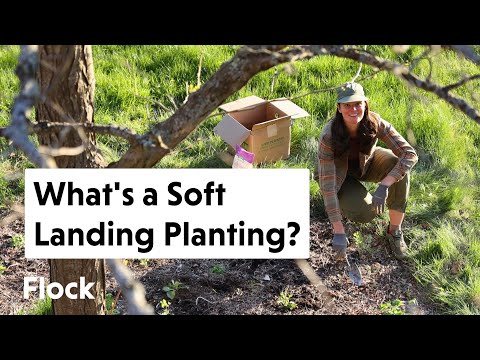 Planting a SOFT LANDING Under Our Tree Circles — Ep. 181