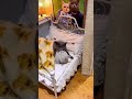 Lovers Cute Cats Are Kissing Shorts Love Funny Shortvideo 2023 Subscribe I Love You