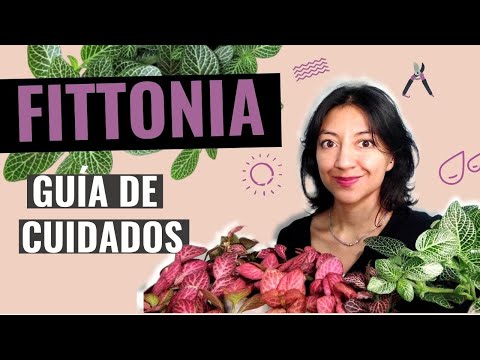 , title : 'Cómo cuidar la FITTONIA | Guía COMPLETA de CUIDADOS plantas abrecaminos o FITONIAS | Neea Flora'