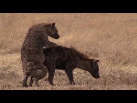 Hyena male too full to mate