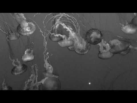 Minor Victories - Scattered Ashes (Orchestral Variation)