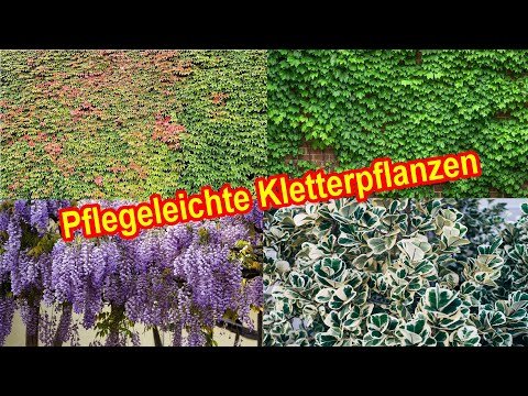 , title : 'Pflegeleichte & winterharte Kletterpflanzen – Rangpflanzen & Kletterpflanzen gegen kahle Wände'
