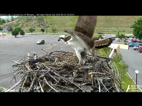 Louis brings a big fish - Hellgate osprey cam