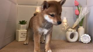 柴犬の動画01