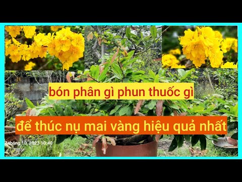 bón phân gì phun thuốc gì để thúc nụ mai vàng hiệu quả
