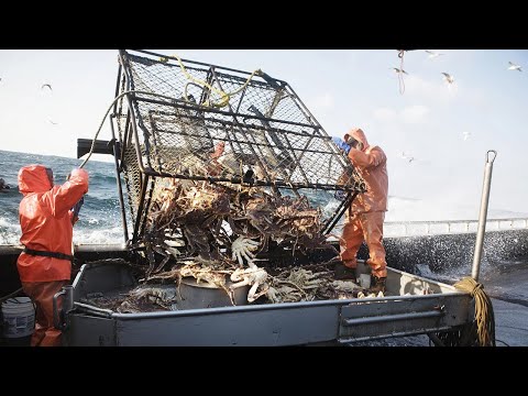 Everyone should watch this Fishermen's video. Big King Crab Fishing, Catch Hundreds Tons in Deep Sea