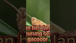 Download lagu suara belalang emas, untuk masteran burung #kicaumania #masteranjernih #burung #kicaumanianusantara mp3