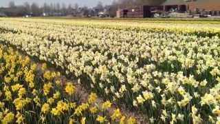 preview picture of video 'Daffodils are in bloom'