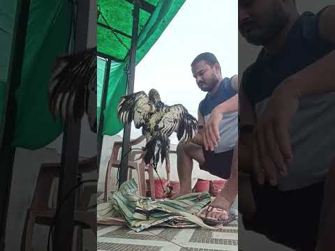 aseel training shorts, aseel ko taiyar kese kre , #aseel asil #javaaseel #shorts #shortvideo #virel