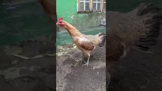 Download lagu KOKOK PANJANG AYAM PELUNG BETINA(PUTRI PAHET) mp3