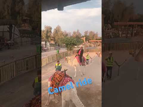 Camel rider #camel #animals
