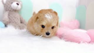 ハーフ犬の動画01