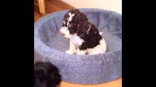 Fellow And Friends 6 Weeks