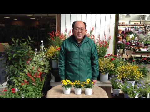 園芸 春のウォールフラワー