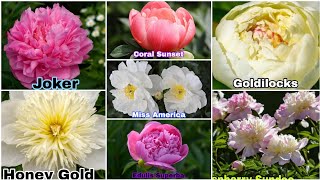 Peony Varieties | 41 Different Types Of Peony Varieties with Names