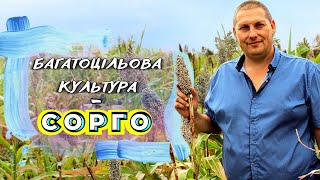 Milo B graudu sorgo sēklas, 100-115 dienas - Attēls 3 | Agroline LV Milo B graudu sorgo sēklas, 100-115 dienas | Attēls 3 - Agroline