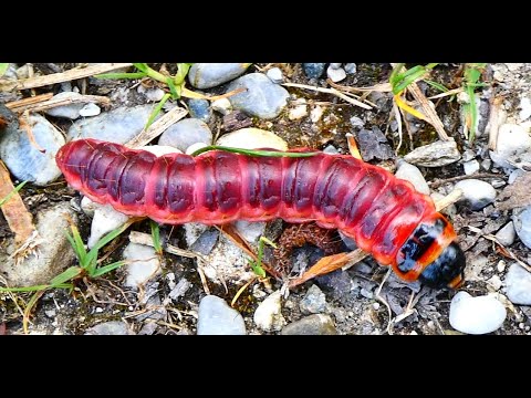 Weidenbohrer am Ammersee Südufer - Cossus Cossus - Rote Raupe