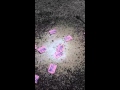 Fire Ants Meet Sweet N Low