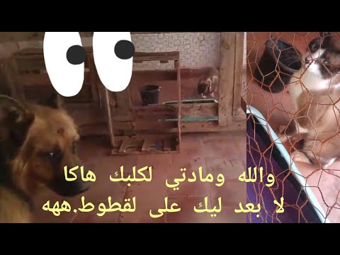12 juin 2021هدي هي طريقة الوحيدة باش كلبك ينسى لقطوط..