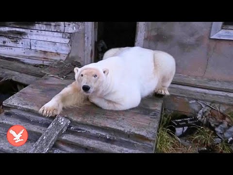 Polar bears take over abandoned Soviet research station