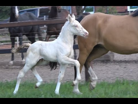 *2020 Hengst von Creme Brulee - FS Champion de Luxe