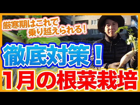 冬にキョウチクトウを地面の霜から守る方法のヒント