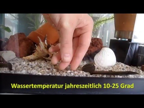Behandlung eines eingeklemmten Nervs in den Schultergelenkbeschwerden Als nützliche Elektrophorese für Gelenke