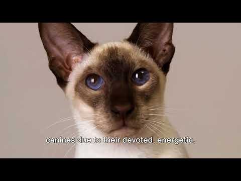 Siamese Cat 101: Unveiling the Elegance and Personality | Ultimate Siamese Cat Breed Review