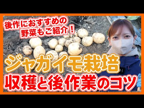 ジャガイモの収穫時期は何によって決まりますか？ 2つの期間があり、どちらを選択するかはあなたが決めます！  庭園