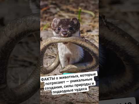 ФАКТЫ о животных, которые потрясают — уникальные создания, силы природы и подводные чудеса #животные
