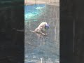 Sea Otter At The Detroit Zoo