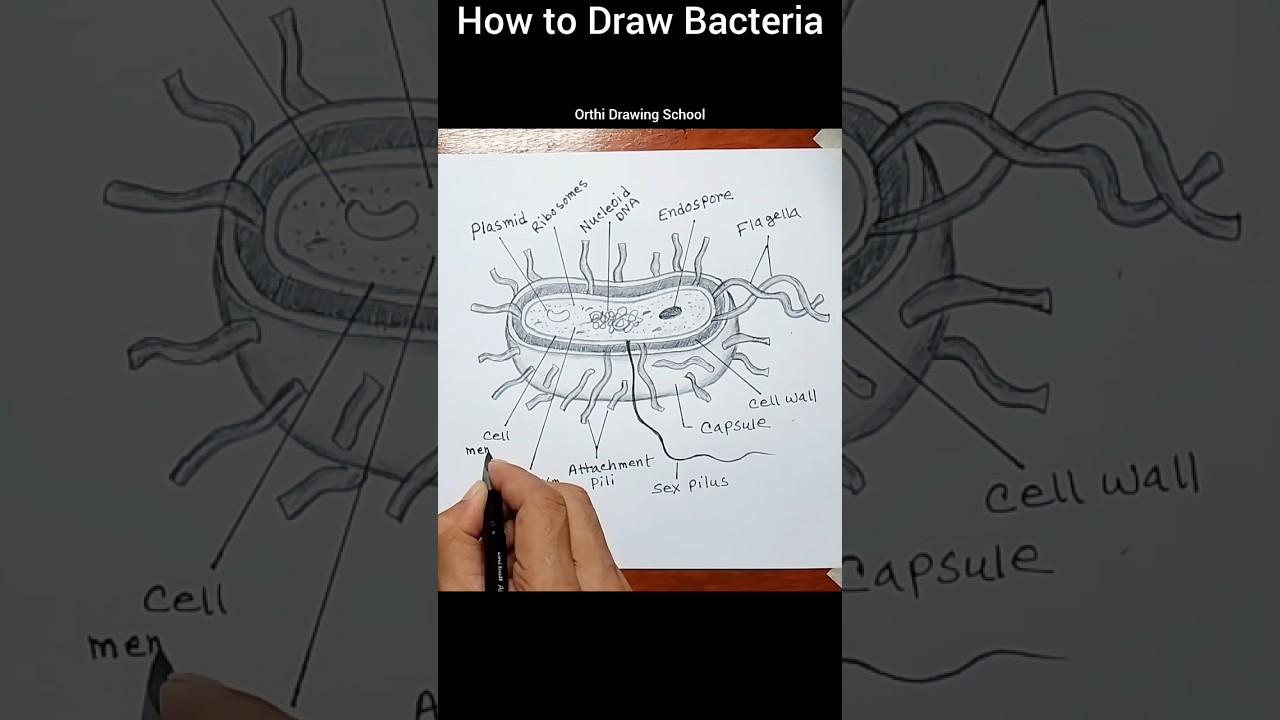 How to Draw Bacterial cell structure #shorts #diagram #bacteria