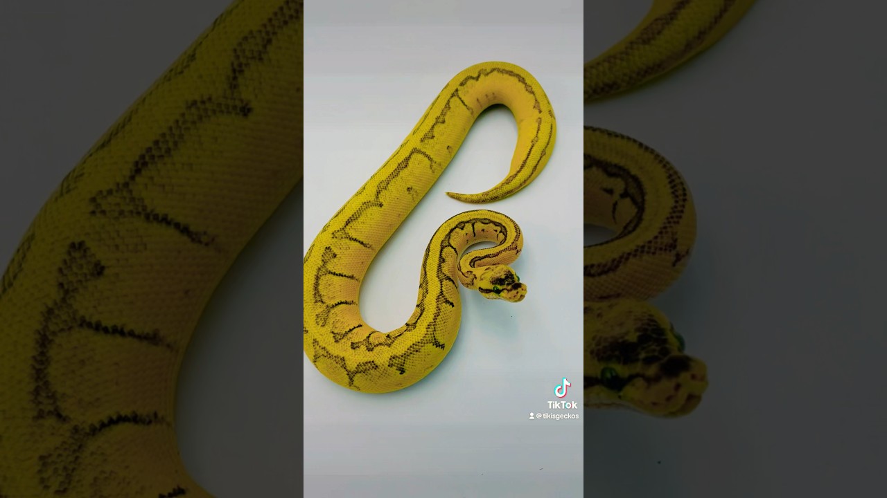 Ball Python Morphs! Living Art 🎨🐍 #ballpythonmorphs #tikisgeckos