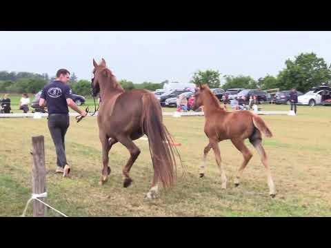 Holsteiner Fohlenschau Föhr 2025 | SF | Vigado – Clarimo – Baloubet d.R. | St. 104A | HAS Rörden GbR