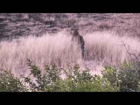 Djuma: Hosana moving around - 06:23 - 07/28/18