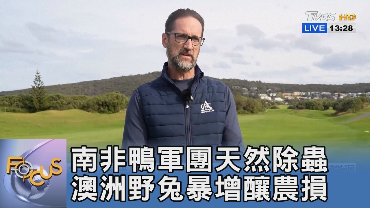 動物是農作救星還是浩劫？南非千隻跑鴨除蟲釀美酒，澳洲野兔抗藥暴增年毀45億農產