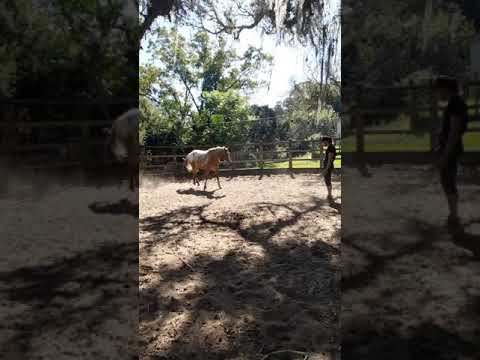 TRABALHO EM LIBERDADE (Guto Petry - Doma Índia)
