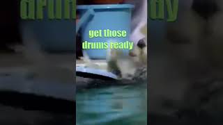 Excellent Drummer ?? Funny Talking Animals in Tik Tok KLR Dubs #Shorts #TalkingAnimals