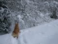 Hokkaido - Hokkaido Dog