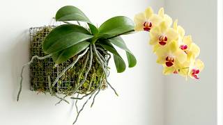 Stop Using Orchid Soil! This Method Grows New Roots Fast & Blooms More
