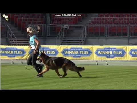 1046 Wax vom Eichenplatz - TSB BSZS-2023