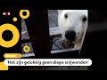 IJsbeer zit met tong vast in blikje (en wordt gered)