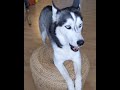 Husky TALKS when asked to share