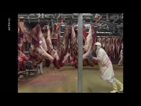 S C H L A C H T H A U S____TV  -  Dokumentation