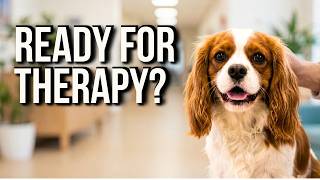 Can Your Cavalier Become a Therapy Dog? (The Traits You Need)