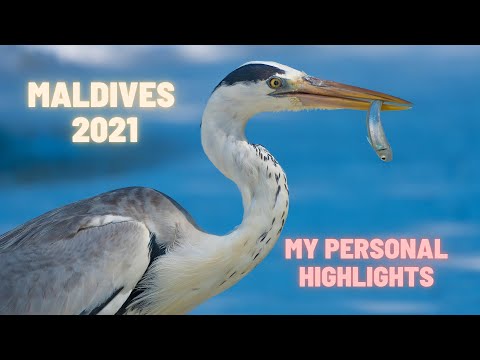 Maldives 2021 - my personal highlights // Malediven 2021 - meine persönlichen Highlights