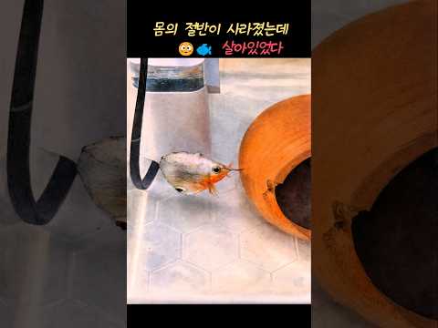 몸 절반을 잃은 물고기, 보름 만에 기적처럼 회복 🐟 놀라운 재생 이야기