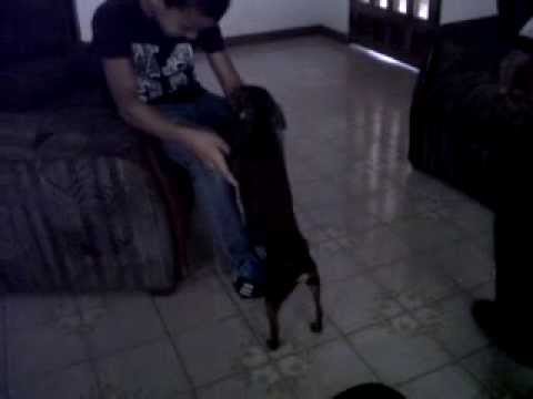 el perro sadico jaja