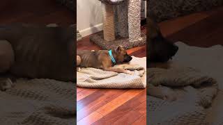 Video preview image #1 Collie-Unknown Mix Puppy For Sale in Shermans Dale, PA, USA