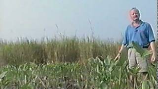 preview picture of video 'Baywatch--The Marsh Lands of Chesapeake Bay'